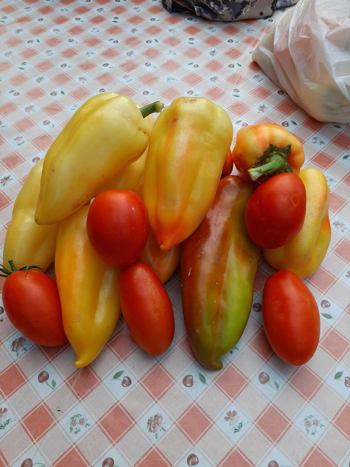 Organska paprika